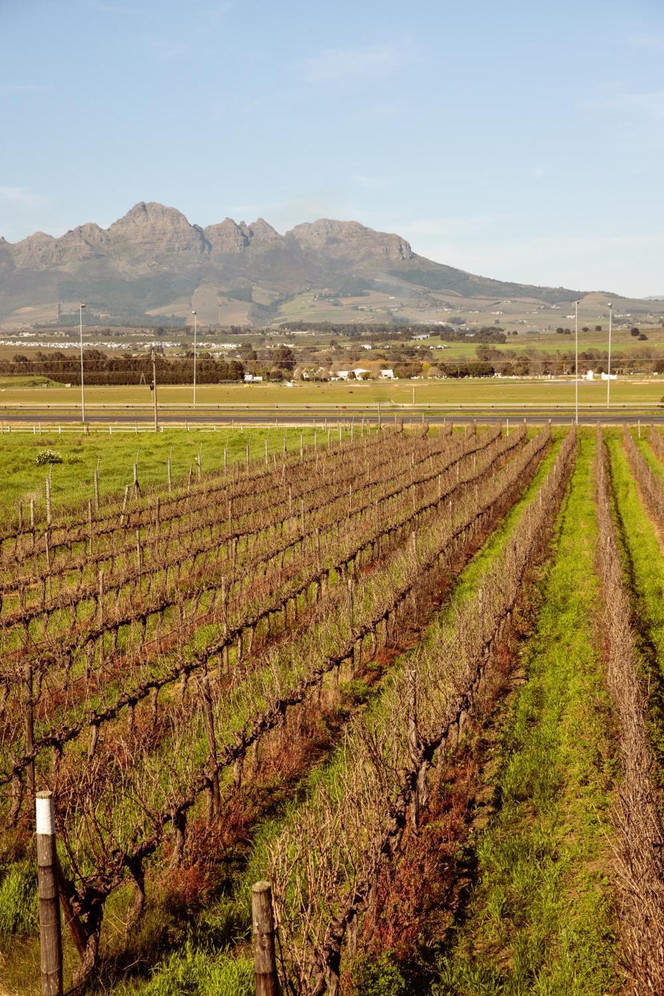 Lovane Boutique Wine Estate And Guesthouse Stellenbosch Exterior photo